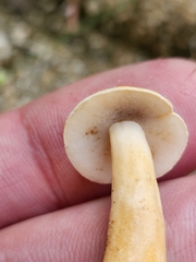 Gyroporus castaneus