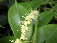 Castanopsis sieboldii