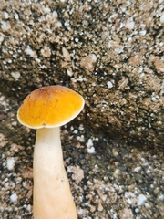 Gyroporus castaneus