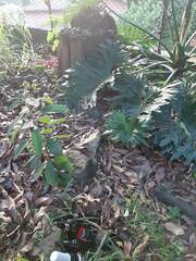 Thaumatophyllum bipinnatifidum
