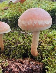 Hypholoma lateritium