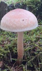 Hypholoma lateritium