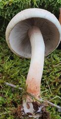 Hypholoma lateritium