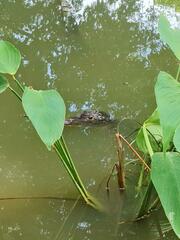 Caiman crocodilus fuscus