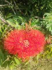 Brownea macrophylla