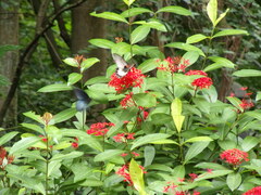 Papilio memnon heronus