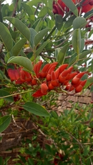 Erythrina crista-galli