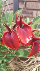 Erythrina crista-galli