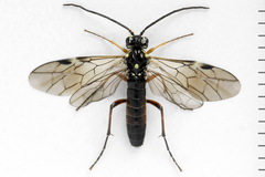 Tenthredopsis ornata