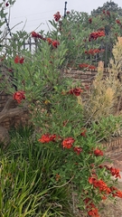 Erythrina crista-galli