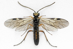 Tenthredopsis ornata