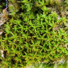 Plantago subulata