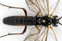 Tenthredopsis ornata