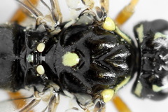 Tenthredopsis ornata