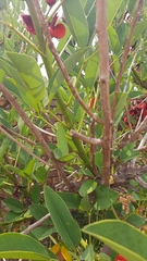 Erythrina crista-galli