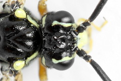 Tenthredopsis ornata