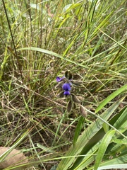 Crotalaria sessiliflora