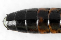Tenthredopsis ornata