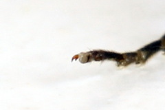 Tenthredopsis ornata