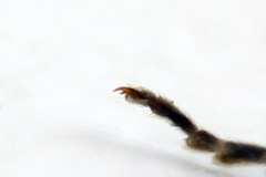 Tenthredopsis ornata