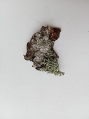 Evernia prunastri