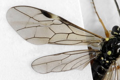Tenthredopsis ornata