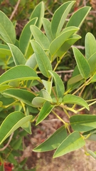 Erythrina crista-galli