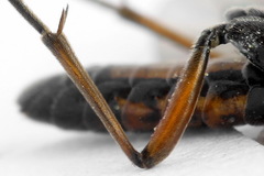 Tenthredopsis ornata