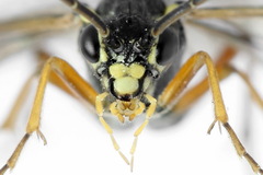 Tenthredopsis ornata