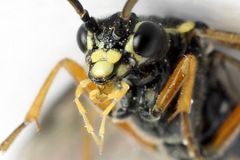 Tenthredopsis ornata