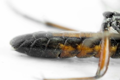 Tenthredopsis ornata