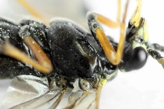 Tenthredopsis ornata