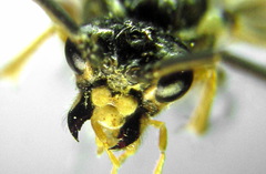 Tenthredopsis ornata