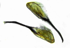 Tenthredopsis ornata