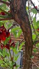 Erythrina crista-galli