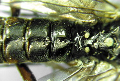 Tenthredopsis ornata