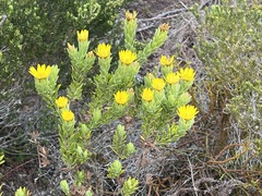 Oedera calycina