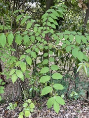 Toxicodendron trichocarpum