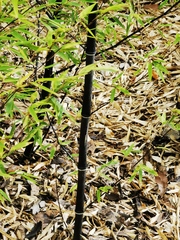 Phyllostachys nigra