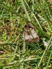 Uresiphita