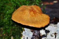Polyporus