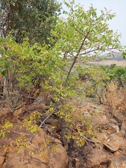 Sclerocarya birrea caffra