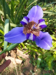 Trimezia coerulea