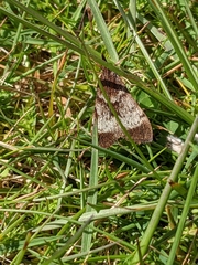 Uresiphita