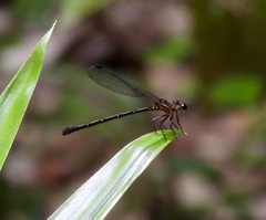 Lestoidea