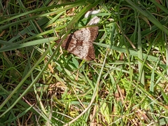 Uresiphita