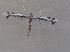Amblyptilia