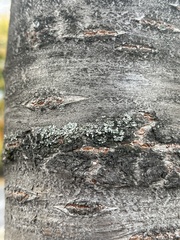 Phaeophyscia orbicularis