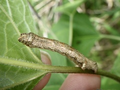 Ectropis crepuscularia