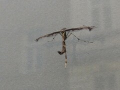 Amblyptilia